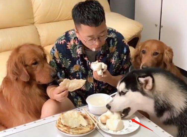 狗狗吃什么可以补钙(狗狗补钙有用吗)-硒宝网