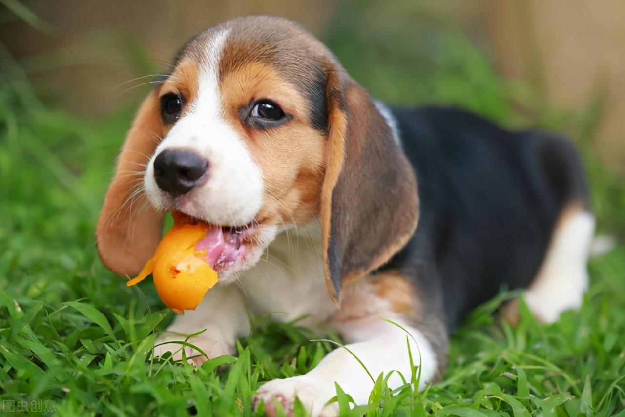 狗狗吃什么可以补钙(狗狗补钙有用吗)-硒宝网