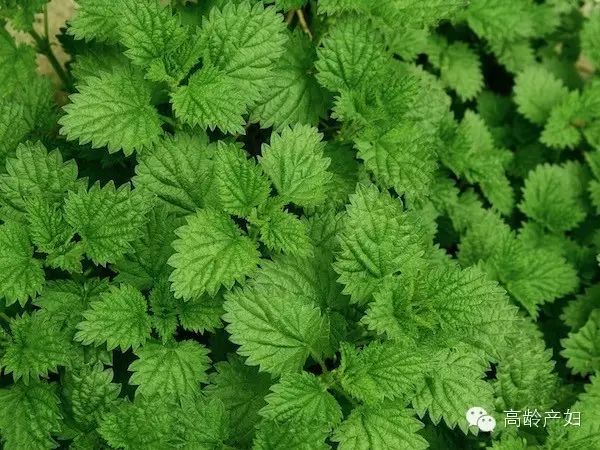 孕妇可以吃补铁的药吗（孕妇吃补铁的药还能吃钙片吗）-硒宝网