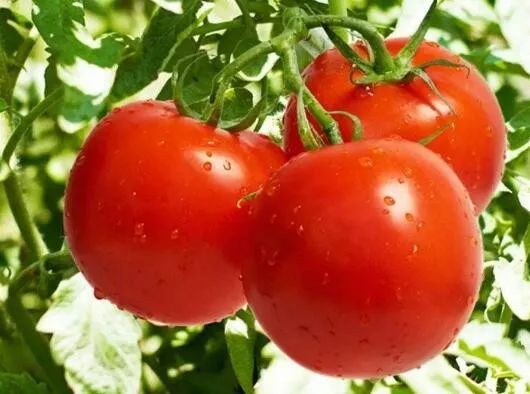 锌硒宝是什么功效的(锌硒宝的功效)-硒宝网