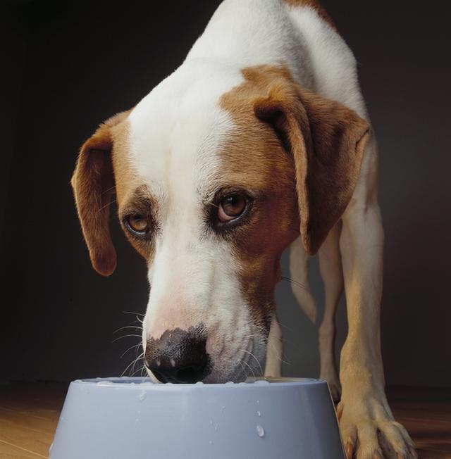 吃哪些食物可以补钙(补钙可以随便吃吗)-硒宝网