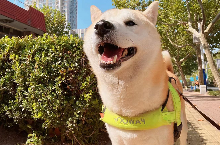 狗狗微量元素的作用和功能（狗狗微量元素多少钱一盒）-硒宝网