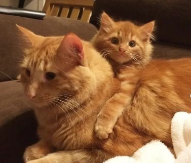 狗狗微量元素的作用和功能（狗狗微量元素多少钱一盒）-硒宝网