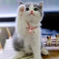 狗狗微量元素的作用和功能（狗狗微量元素多少钱一盒）-硒宝网