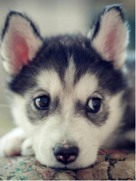 狗狗微量元素的作用和功能（狗狗微量元素多少钱一盒）-硒宝网