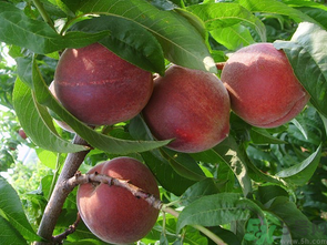 孕妇可以吃的锌硒宝（孕期吃锌硒宝的作用）-硒宝网