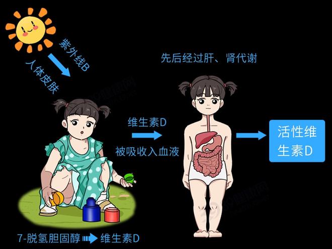 晒太阳补钙的原理(晒阳光补钙原理)-硒宝网