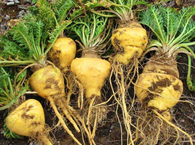 老年人补钙吃什么最好（补钙老年吃好人参有用吗）-硒宝网