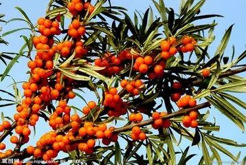 男吃锌硒宝番茄红素(番茄红素加锌硒宝)-硒宝网