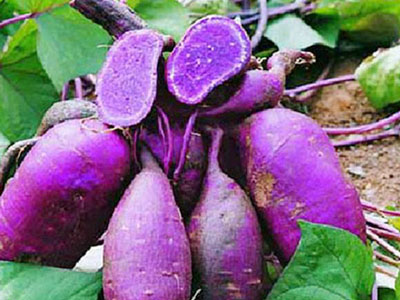 生精胶囊和锌硒宝片(锌胶囊片精宝生硒怎么吃)-硒宝网