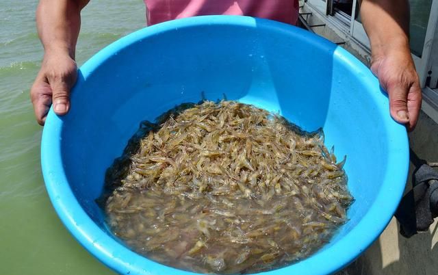 吃虾补钙效果好吗(虾效果补钙吃好还是不吃)-硒宝网