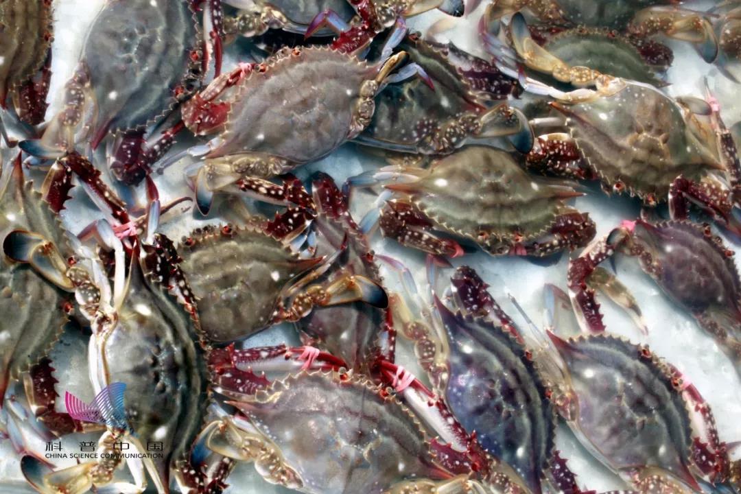 胆囊炎能吃锌硒宝吗(锌硒宝片宝宝可以吃吗)-硒宝网