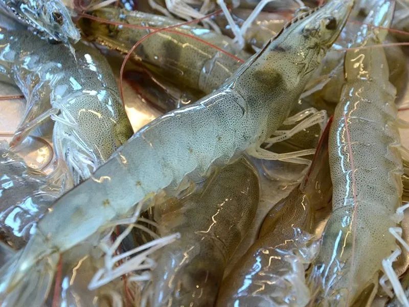 一岁半宝宝补钙吃什么牌子（补钙吃什么牌子钙片好宝宝）-硒宝网