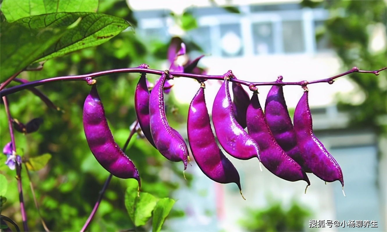 什么食物补钙效果最好最快(效果食物补钙好不好)-硒宝网