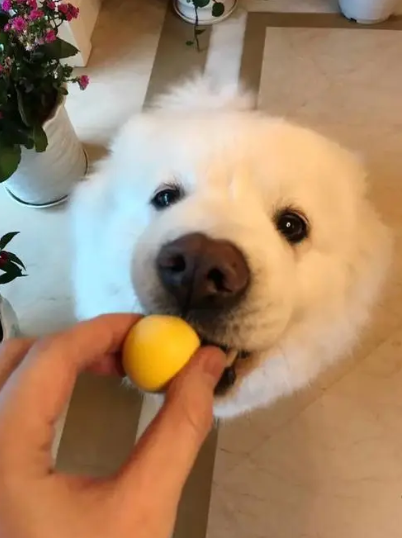 锌硒宝和钙片一起吃（锌硒宝补钙吗）-硒宝网