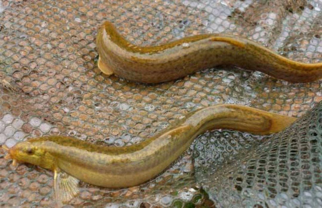 前列腺炎最怕锌硒宝（补锌硒对前列腺）-硒宝网