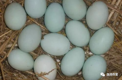 孕妇补铁的药什么时候吃最好(孕妇药吃时候好补铁吗)-硒宝网