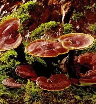 补铁补锌补硒十大品牌（补锌补硒有哪些保健品）-硒宝网