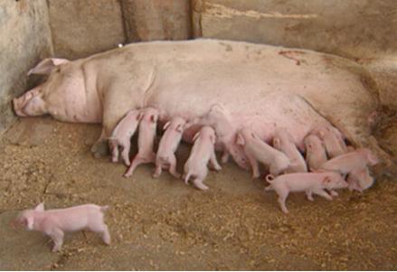 刚出生的仔猪如何补硒(初生仔猪缺硒的症状)-硒宝网