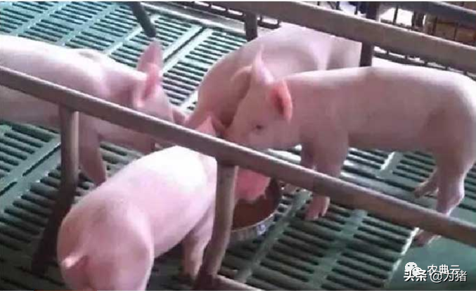 刚出生的仔猪如何补硒（补出生仔猪硒怎么补）-硒宝网