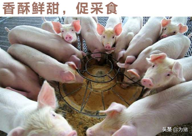 刚出生的仔猪如何补硒（补出生仔猪硒怎么补）-硒宝网