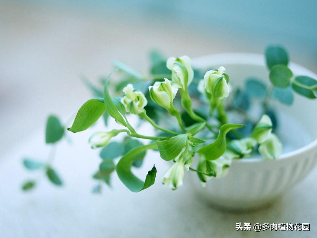 什么是微量元素怎么补(微量补元素是补什么的)-硒宝网