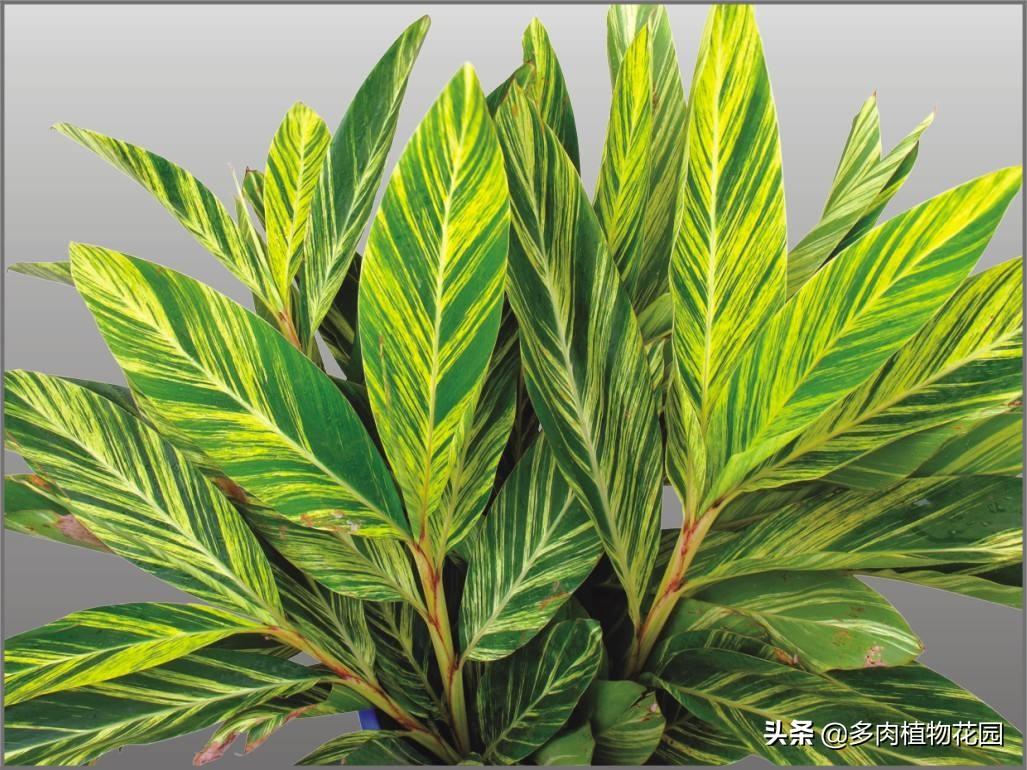 什么是微量元素怎么补(微量补元素是补什么的)-硒宝网