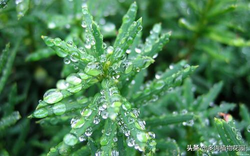 什么是微量元素怎么补(微量补元素是补什么的)-硒宝网