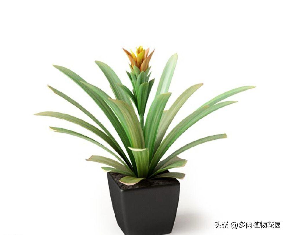 什么是微量元素怎么补(微量补元素是补什么的)-硒宝网