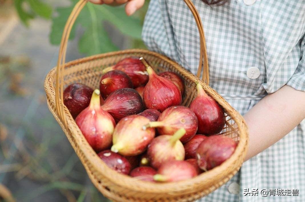 黑桑葚干泡水喝补硒吗（桑葚干补黑色素吗）-硒宝网
