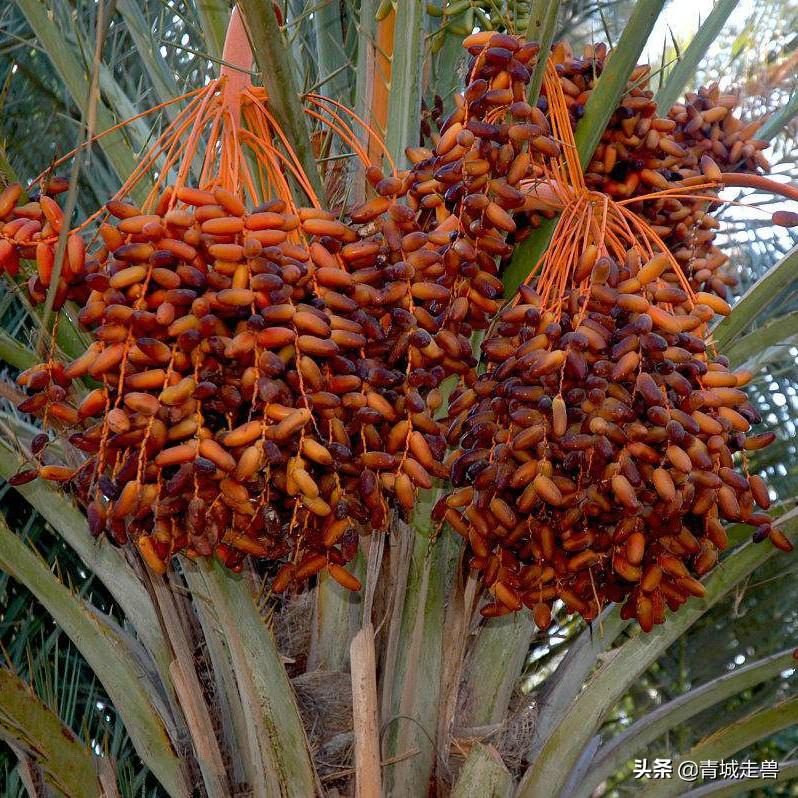 黑桑葚干泡水喝补硒吗（桑葚干补黑色素吗）-硒宝网