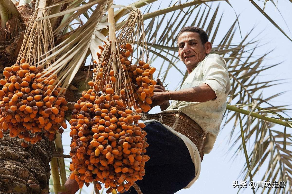 黑桑葚干泡水喝补硒吗（桑葚干补黑色素吗）-硒宝网