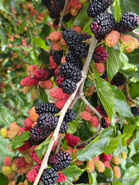 黑桑葚干泡水喝补硒吗(桑葚干泡水喝可以黑发吗)-硒宝网