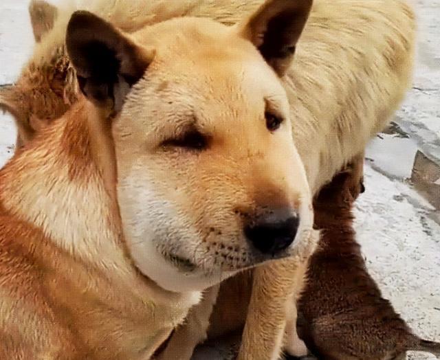 人吃的硒能给狗狗补吗（狗可以吃少量的人用维生素吗）-硒宝网