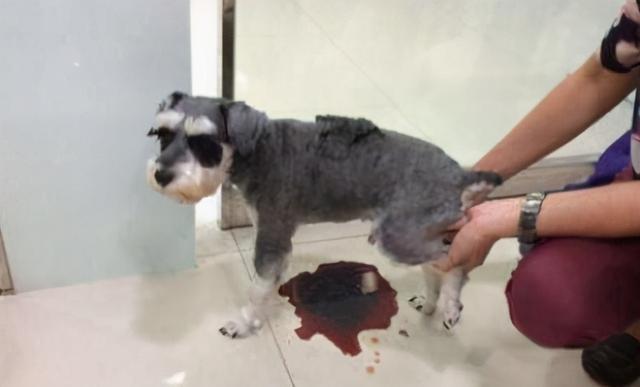 人吃的硒能给狗狗补吗（狗可以吃少量的人用维生素吗）-硒宝网