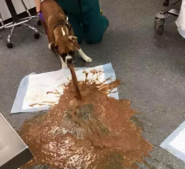 人吃的硒能给狗狗补吗（狗可以吃少量的人用维生素吗）-硒宝网