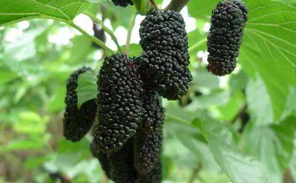 黑桑葚干泡水喝补硒吗(喝黑桑葚干水有什么好处)-硒宝网