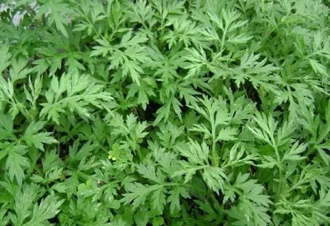 吃补硒的药可以喝茶吗(硒能与药物同服吗)-硒宝网