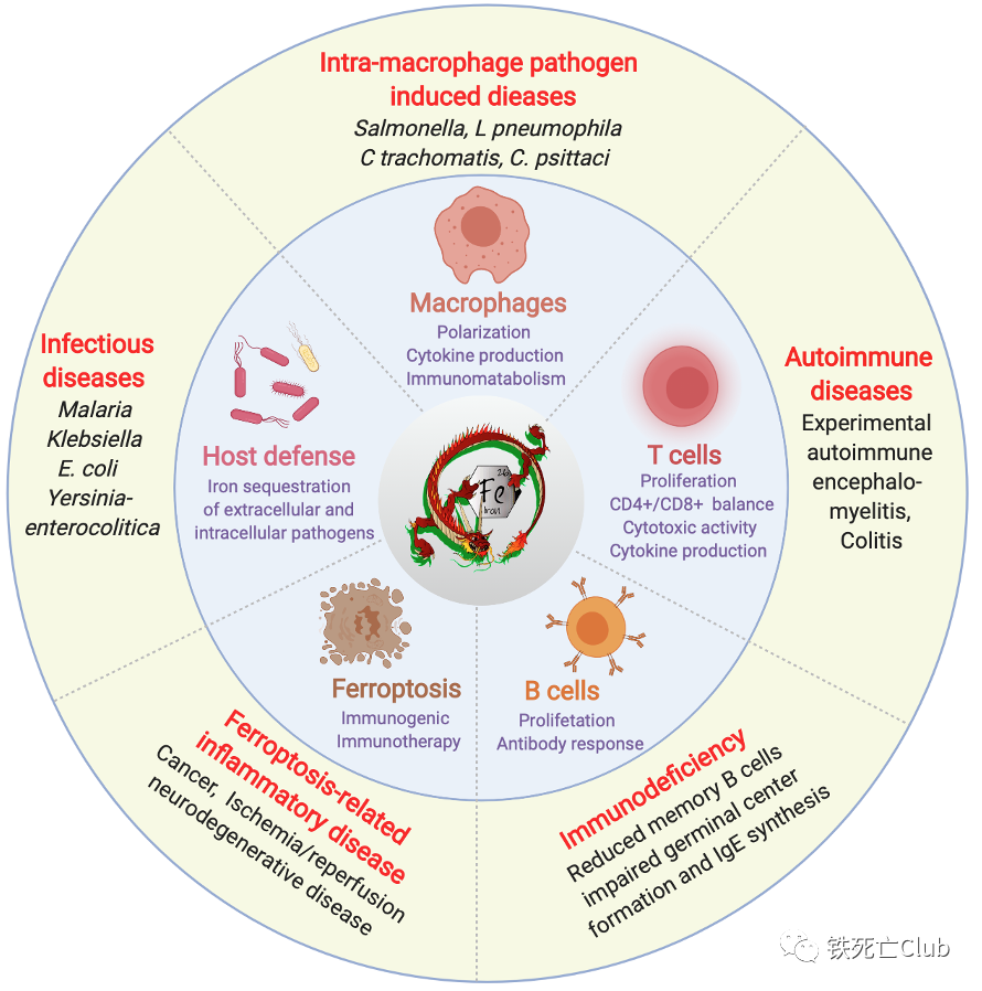 补铁的作用（补铁的药有什么用）-硒宝网