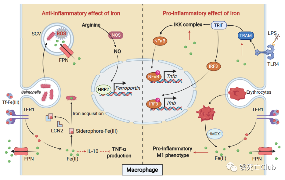 补铁的作用（补铁的药有什么用）-硒宝网