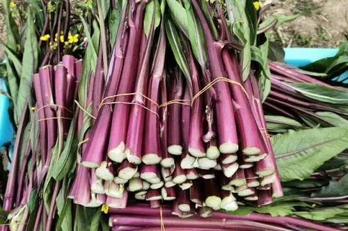 什么水果最补维生素硒(维生素水果补硒有用吗)-硒宝网