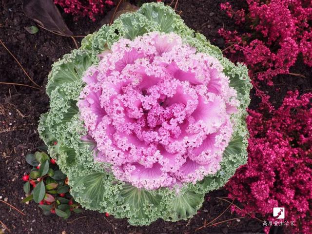 什么水果最补维生素硒(维生素水果补硒有用吗)-硒宝网