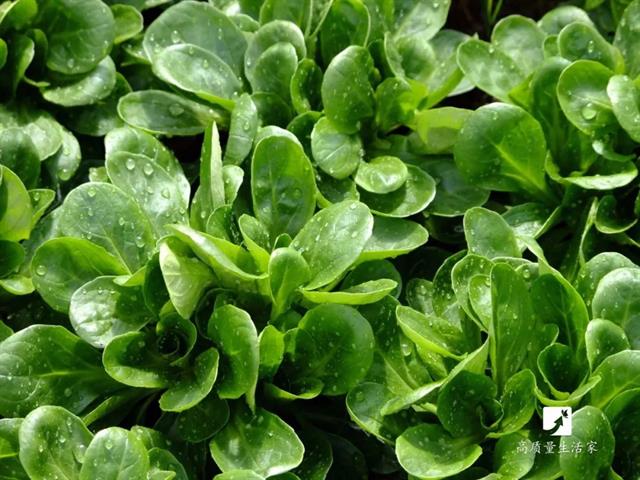 什么水果最补维生素硒(维生素水果补硒有用吗)-硒宝网