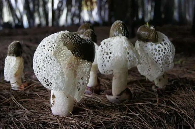 什么水果最补维生素硒（维生素水果补硒的作用）-硒宝网