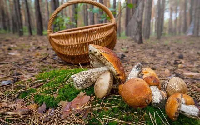 什么水果最补维生素硒（维生素水果补硒的作用）-硒宝网