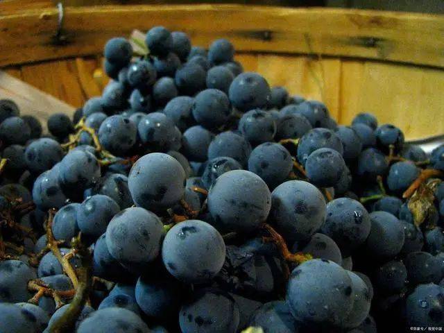 什么水果最补维生素硒(维生素水果补硒效果好吗)-硒宝网