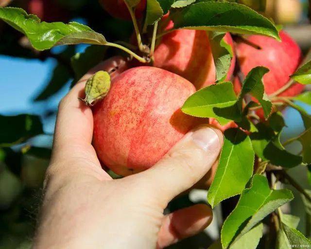 什么水果最补维生素硒(维生素水果补硒效果好吗)-硒宝网