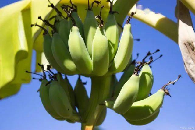 什么水果最补维生素硒(维生素水果补硒效果好吗)-硒宝网