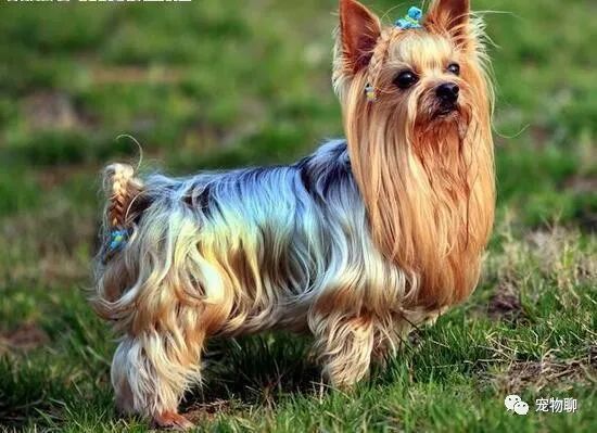 狗狗微量元素多久喂一次(狗狗微量元素和维生素区别)-硒宝网