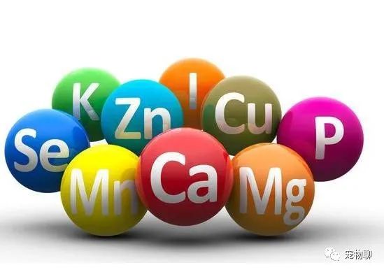 狗狗微量元素多久喂一次(狗狗微量元素和维生素区别)-硒宝网